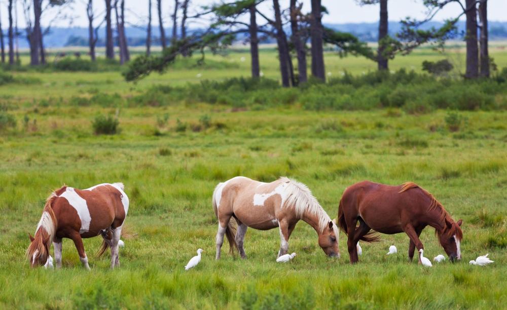 Spot wild ponies and bike on shoreline trails during a summer family adventure.