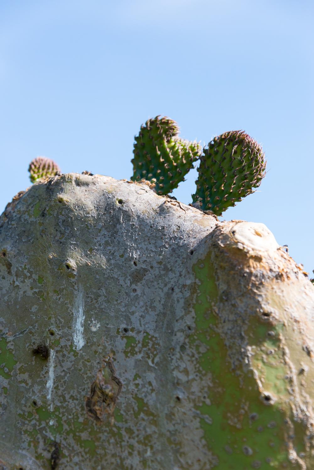 If You Crave Untamed Beauty, Roam El Modena Open Space