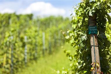 Old Mason Winery and Vineyard
