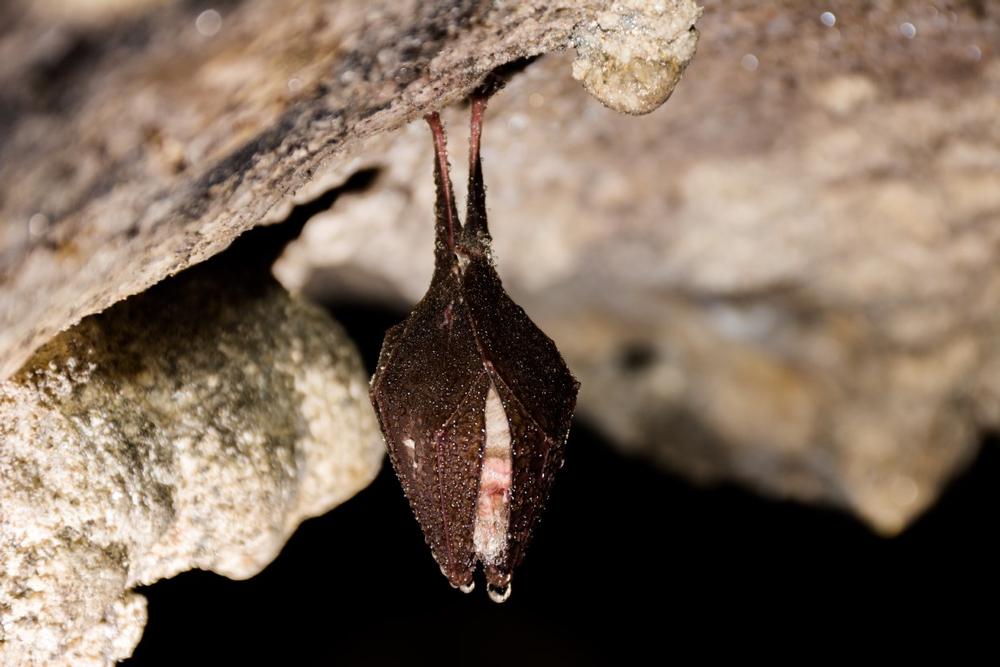 Explore underground wonders, see rare formations, and admire Oklahoma’s largest gypsum cave.