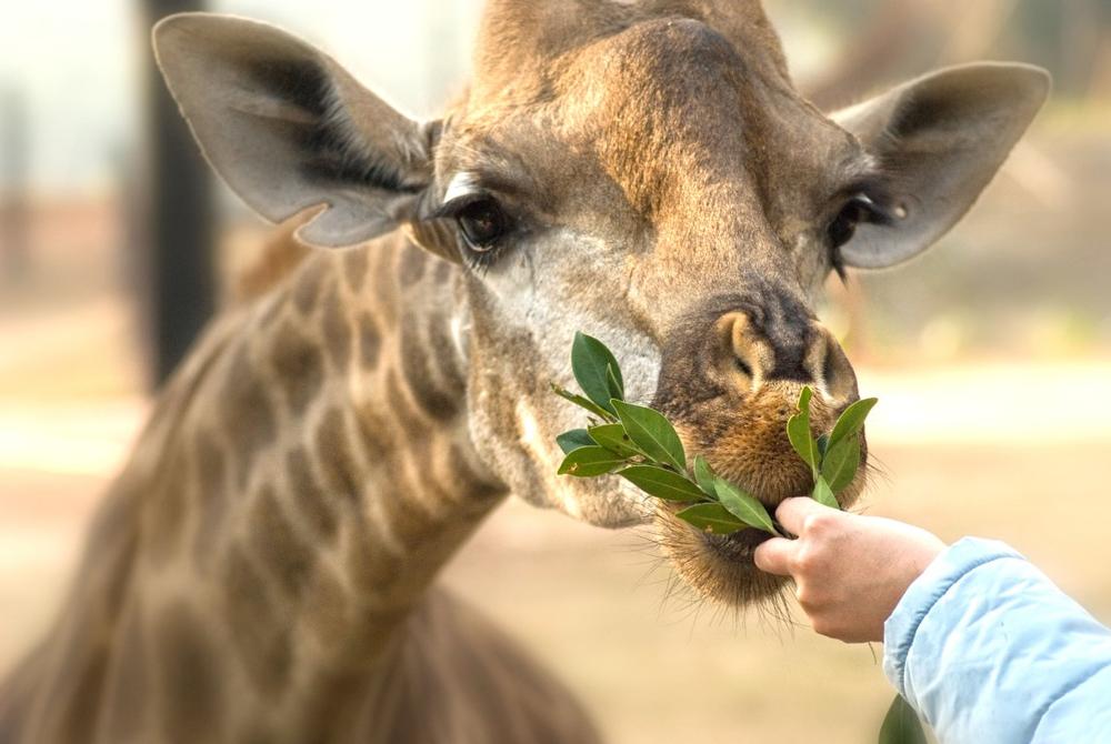 Drive through scenic landscapes, admire exotic wildlife, and enjoy a fun family adventure.