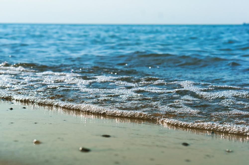 Hike down the bluffs and observe native dune vegetation thriving.