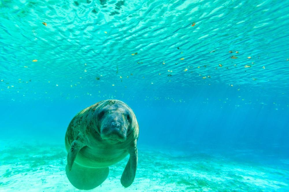 Swim with gentle manatees or snorkel in pristine freshwater springs.