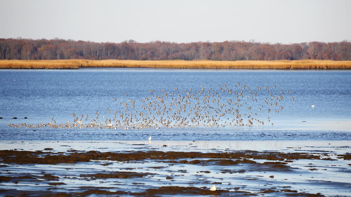 A flock of flying birds at Bombay Hook National Wildlife Refuge in fall