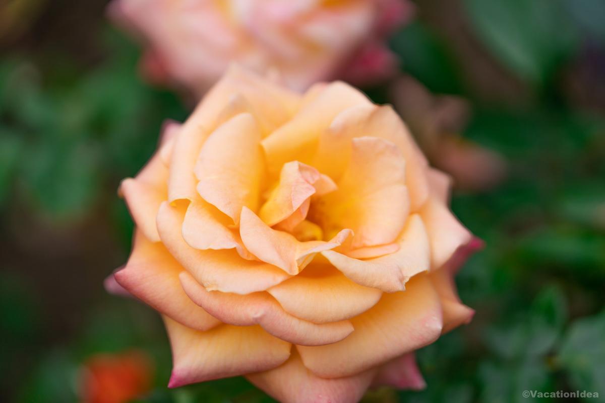 I took this photo in the garden