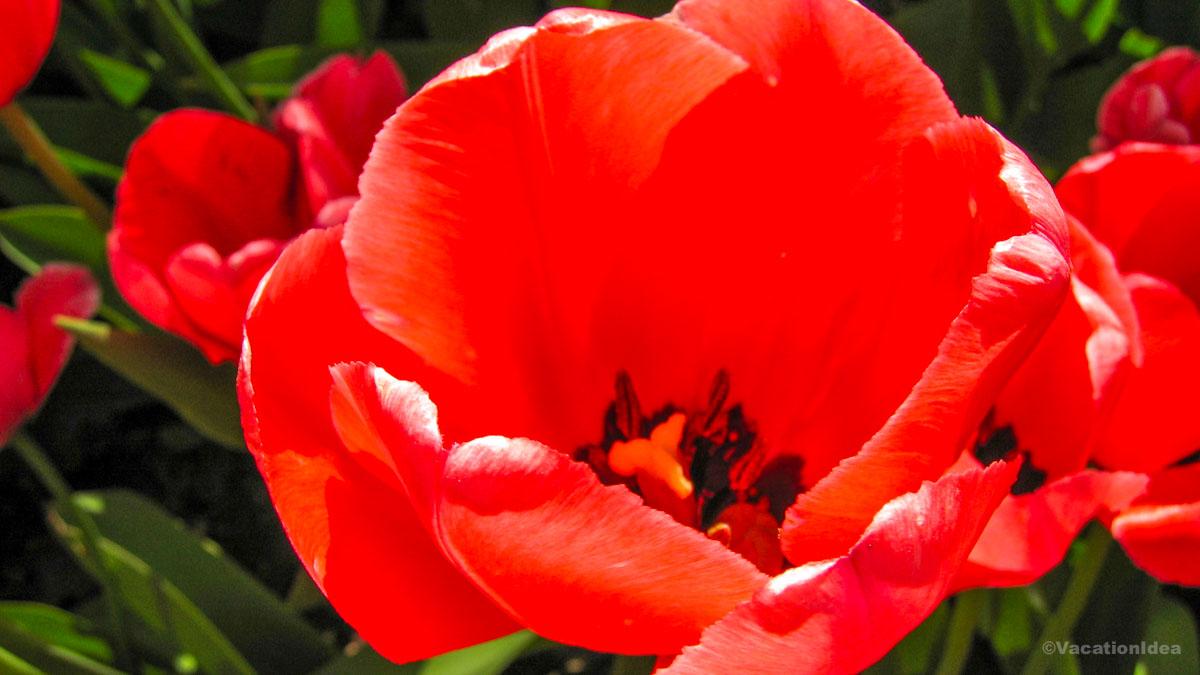 I took this photo of spring blooms in a NC garden