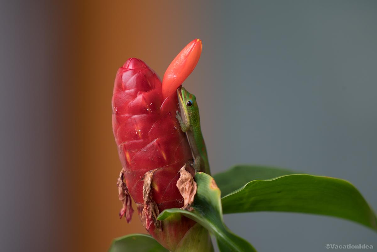 My photo of a gecko on a ginger plant in the Hilo botanical gardens