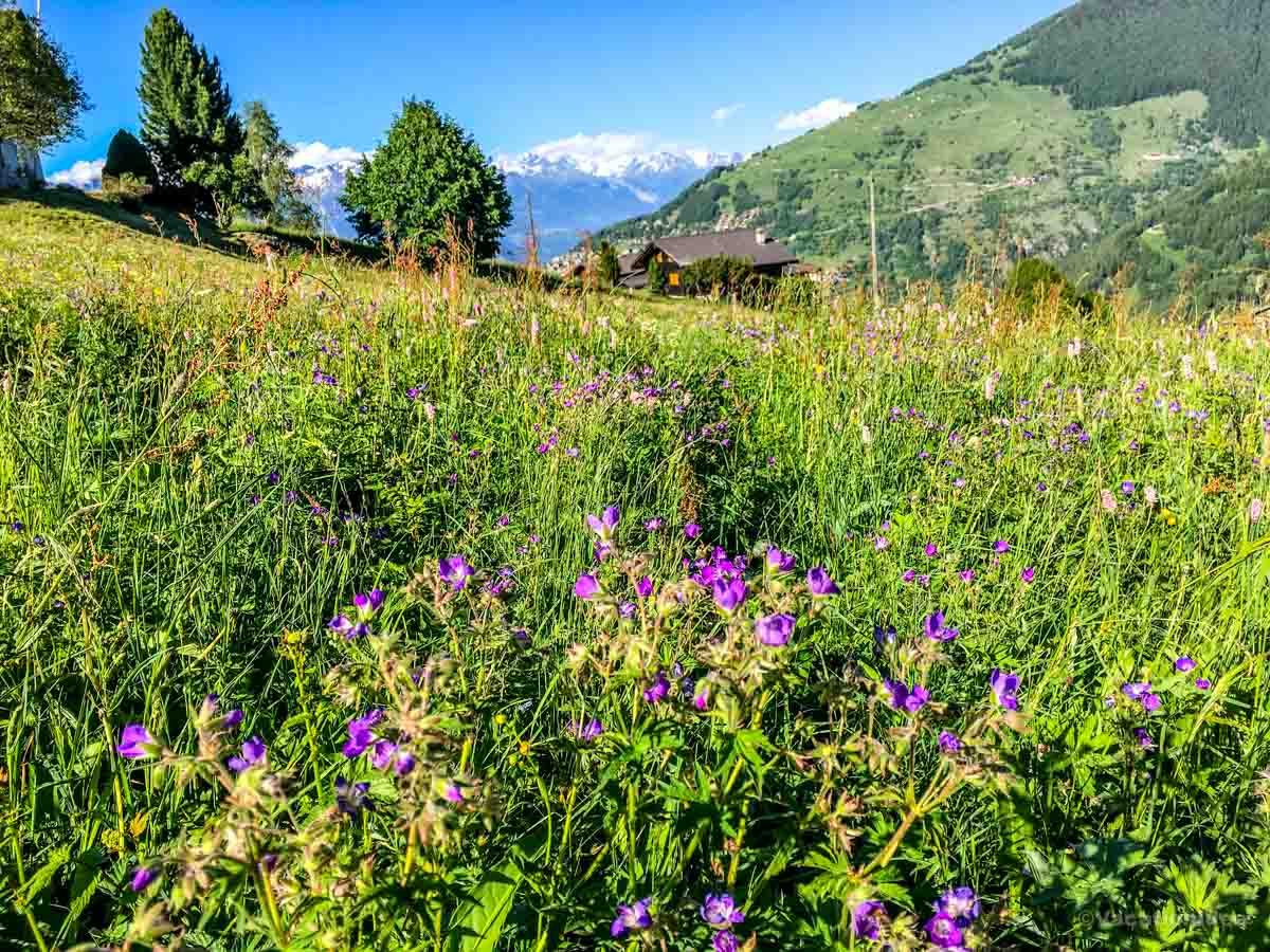 I took this photo on a summer trip to the mountains