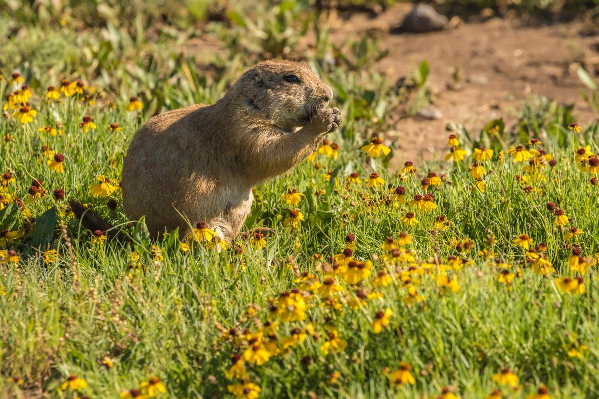I think this Prairie dog with wildflower is adorable
