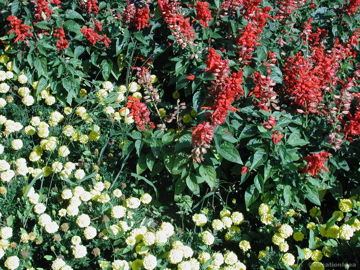 My photo of flowers in the summer