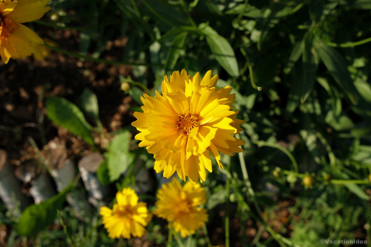 My photo of flowers on the trail in late summer