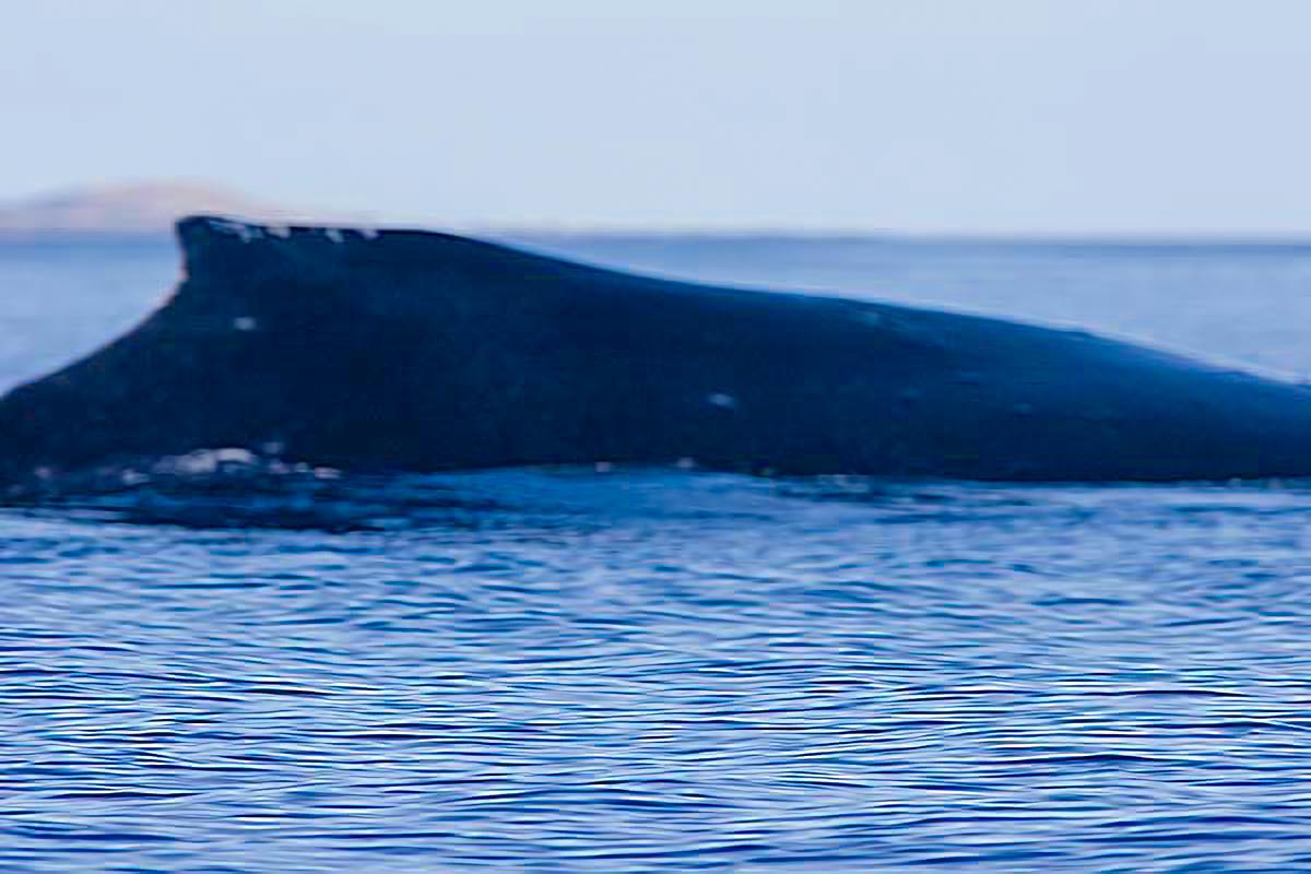 Seeing the whales arrive in Maui in December has always been my highlight. I snapped this photo from a kayak.