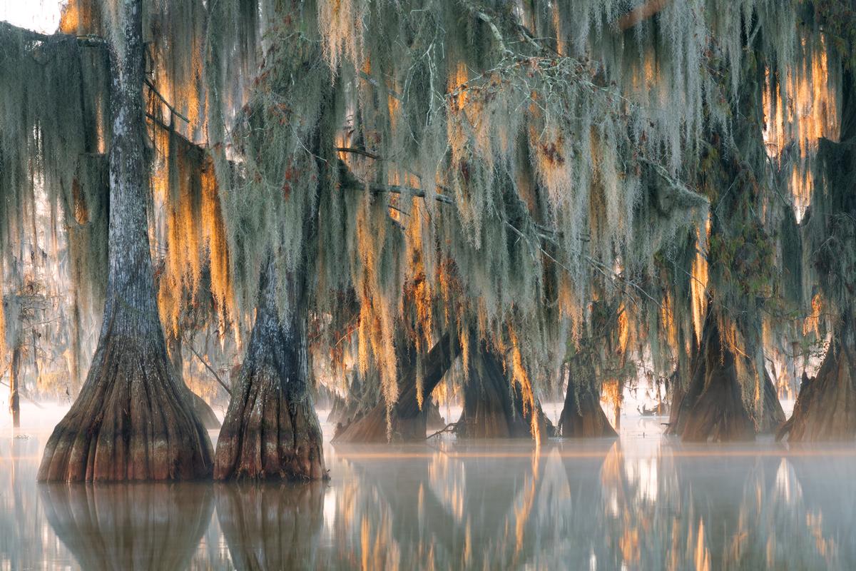Spanish moss over Lake Martin