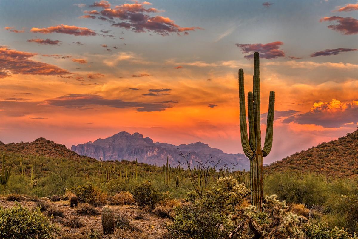 Phoenix, Arizona: Desert Trails & Citrus Air