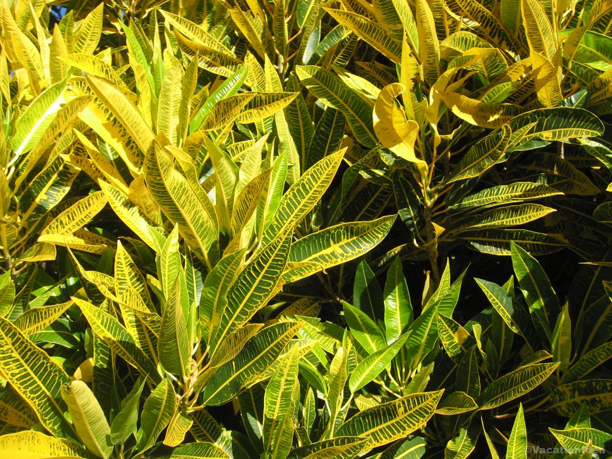 My photo in Royal Botanic Gardens in Melbourne in January