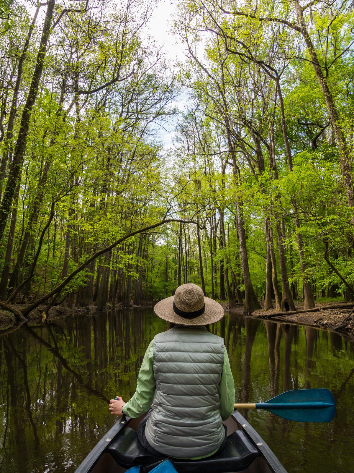 Paddling Along a Forest Creek in Congaree National Park