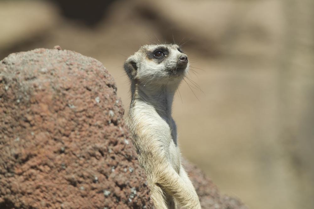 See the animals at the Point Defiance Zoo & Aquarium