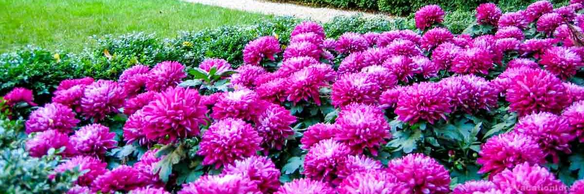 My photo of spring flowers