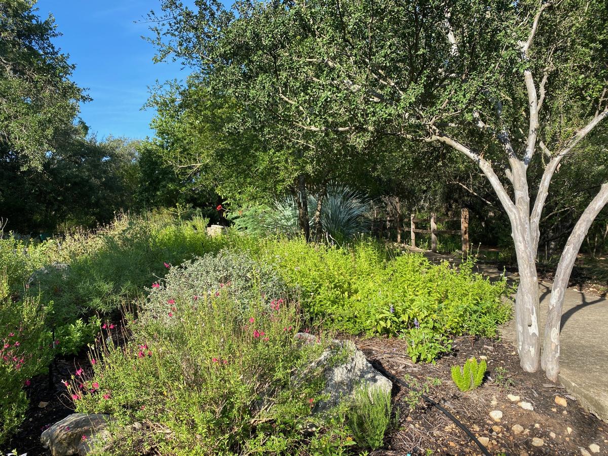 My photo of a hidden Texas garden