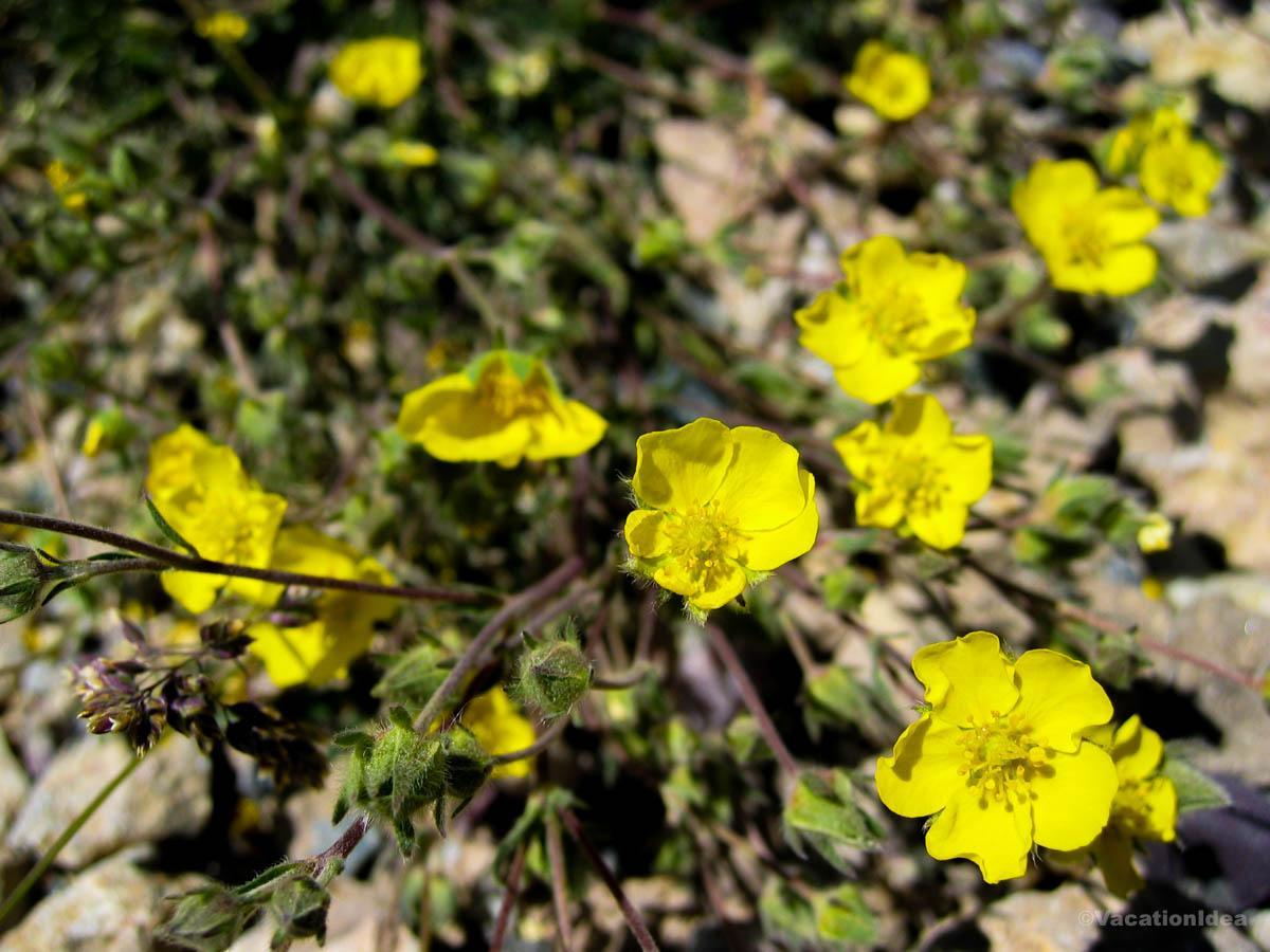 My photo of yellow flowers along the trail