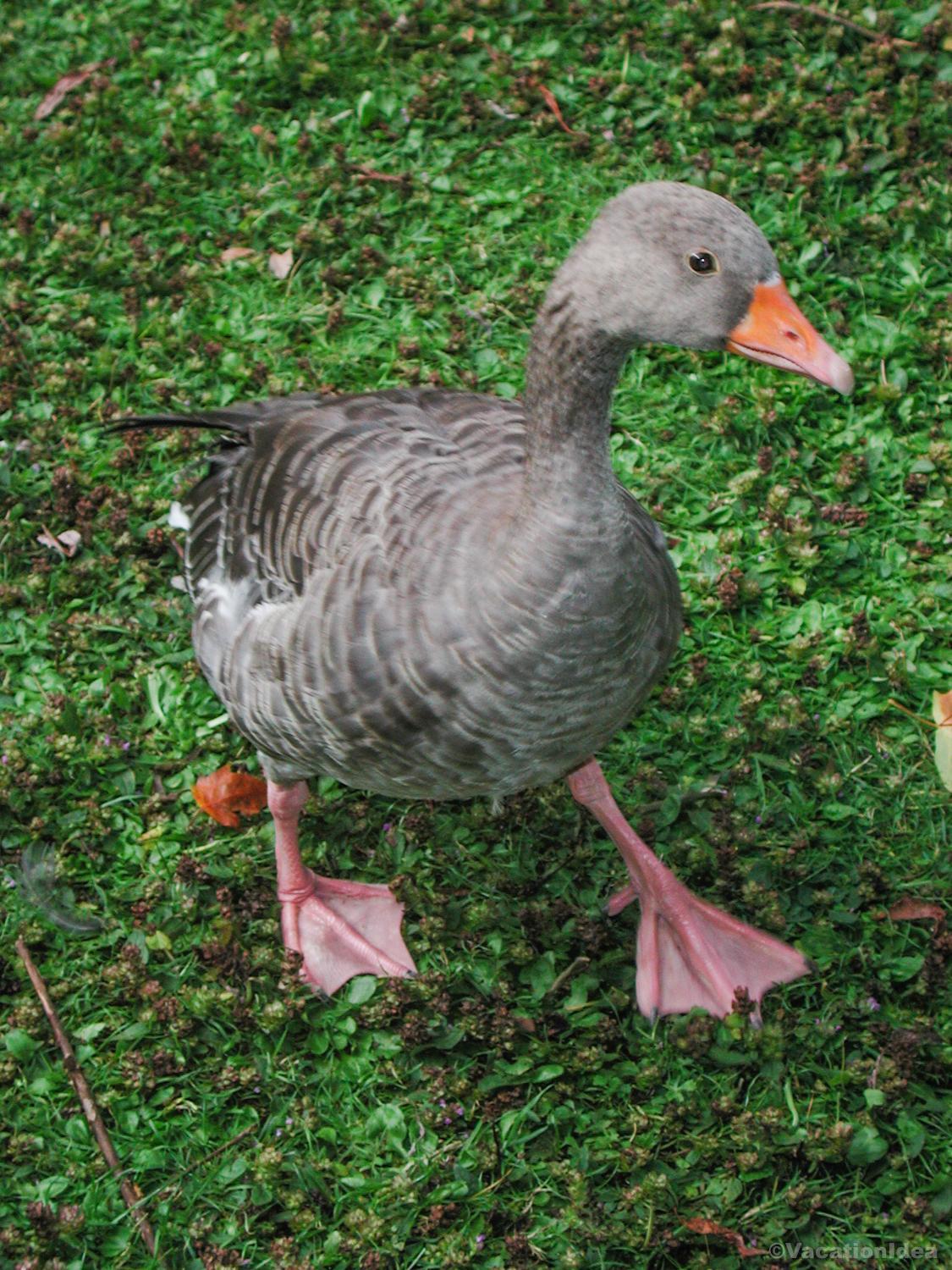 My photo of a duck near the mill pond