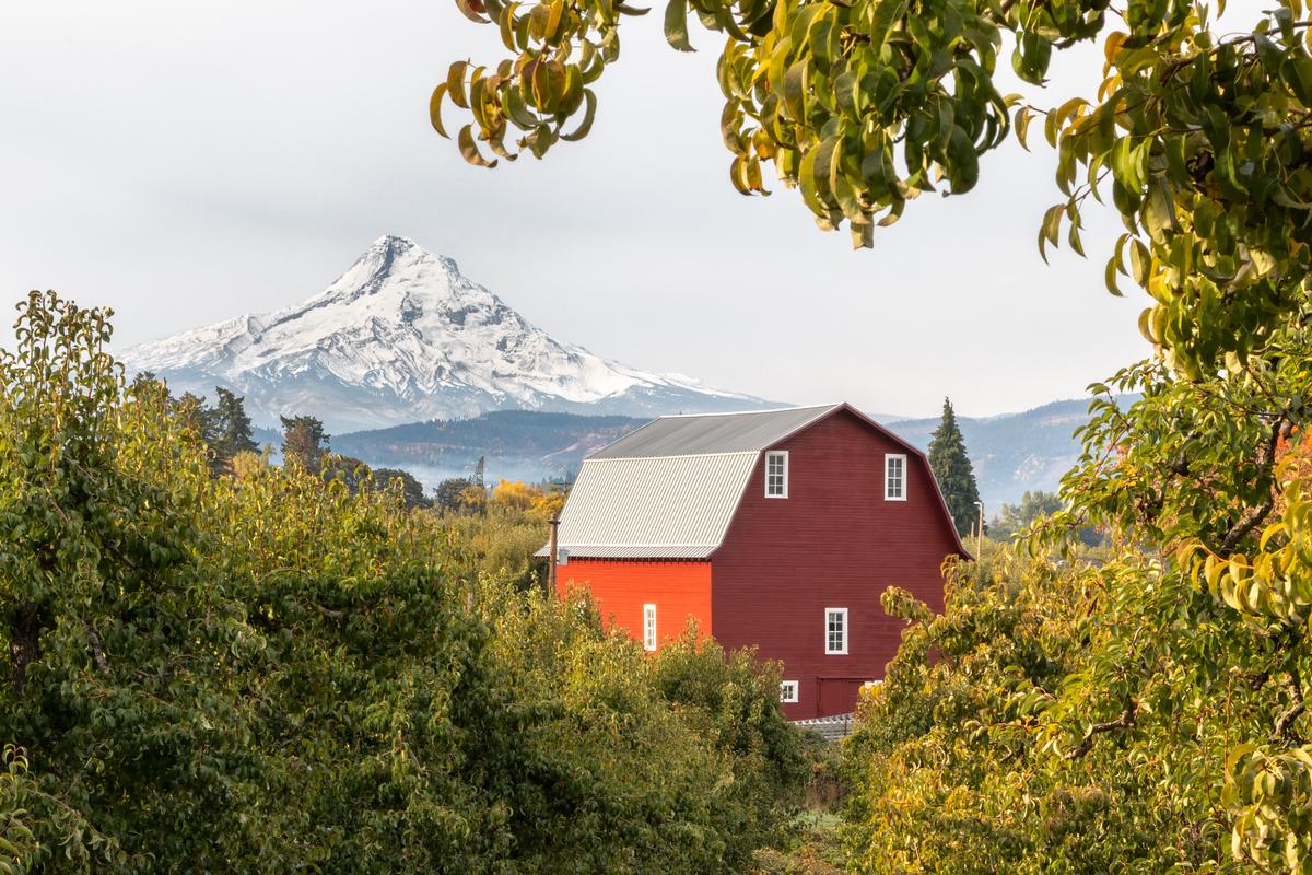 Red barn with Mt Hood