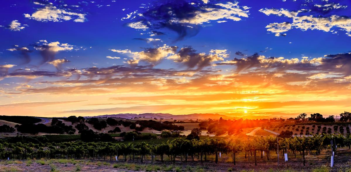 Vineyard at Sunset, Paso Robles