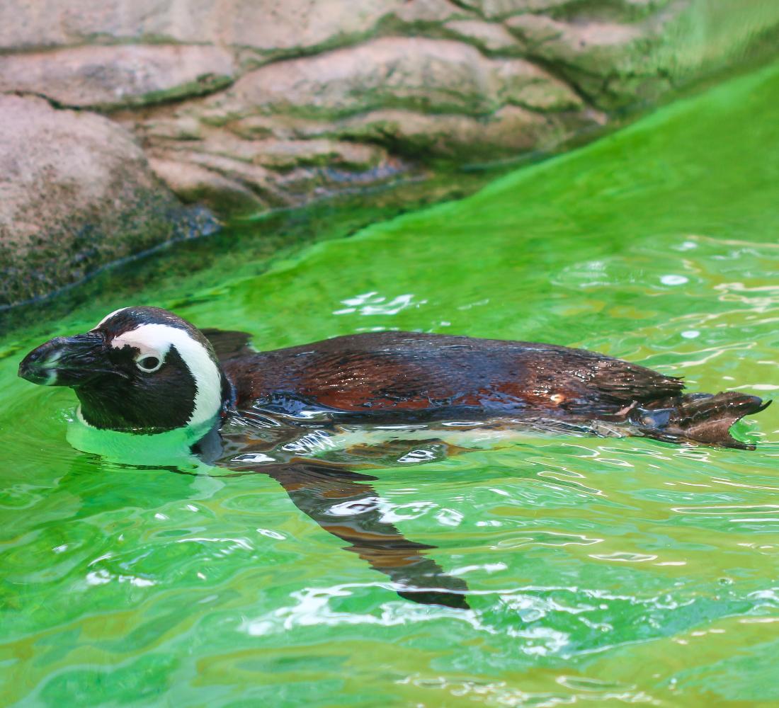 Adorable penguin at ZooTampa at Lowry Park