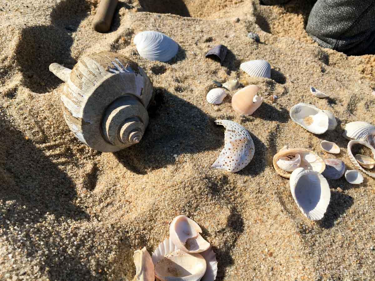 I took this photo of seashells on the beach