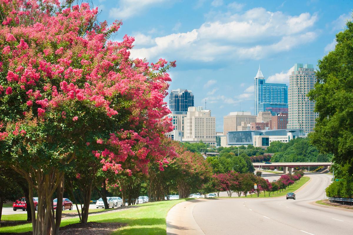 Pink myrtle tree in Raleigh