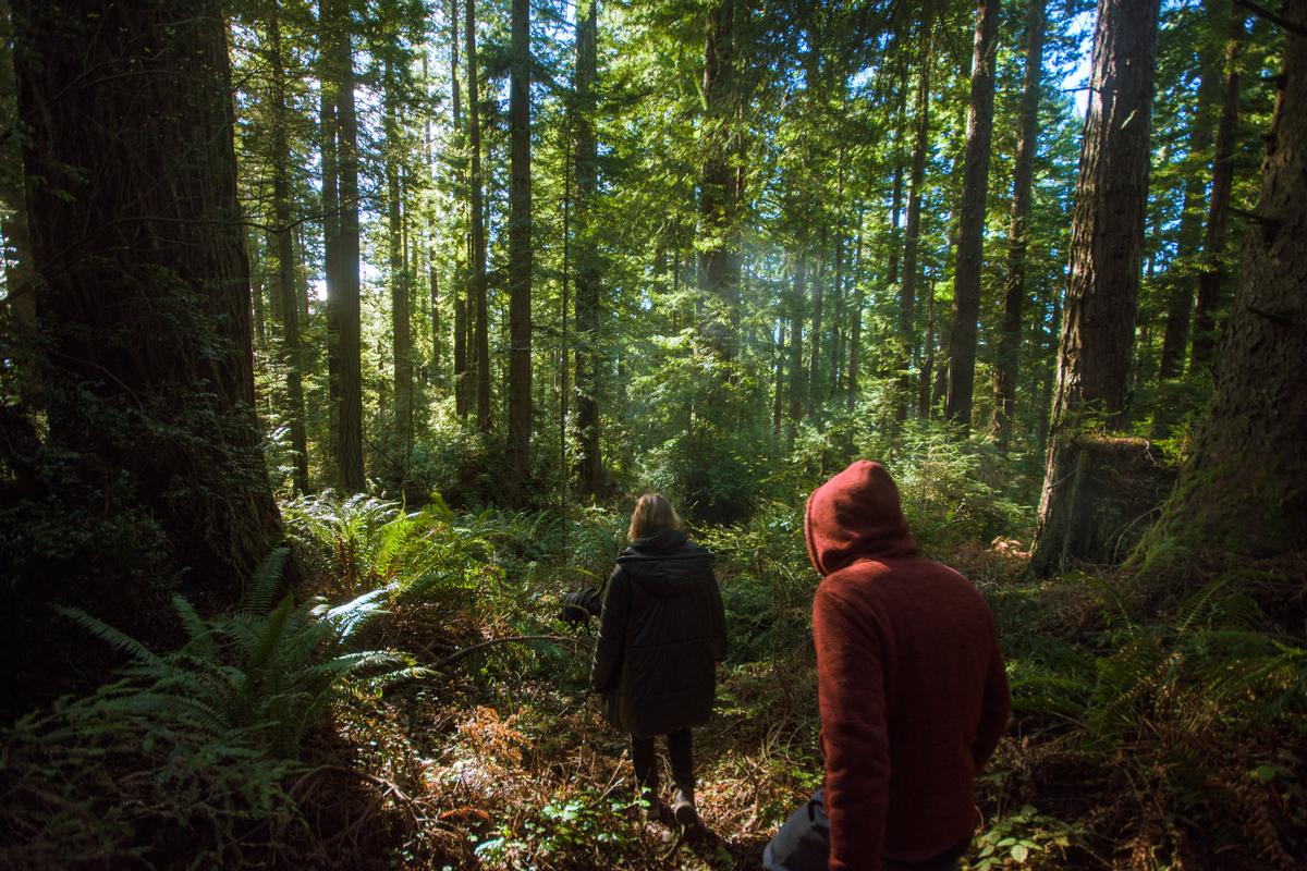 Admiring Redwoods in Arcata