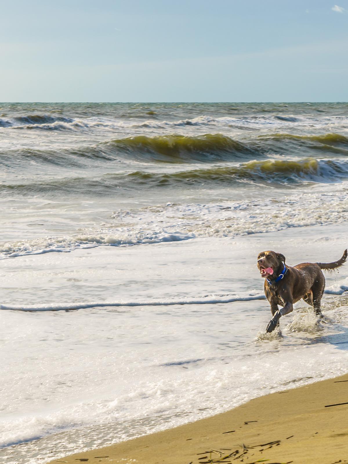 Your dog can have fun on the sands of Virginia Beach