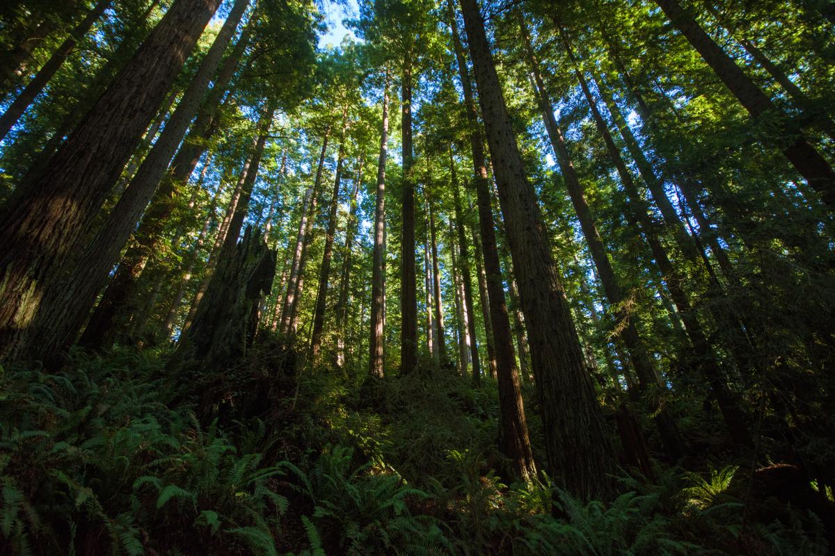 Amazing redwood trees