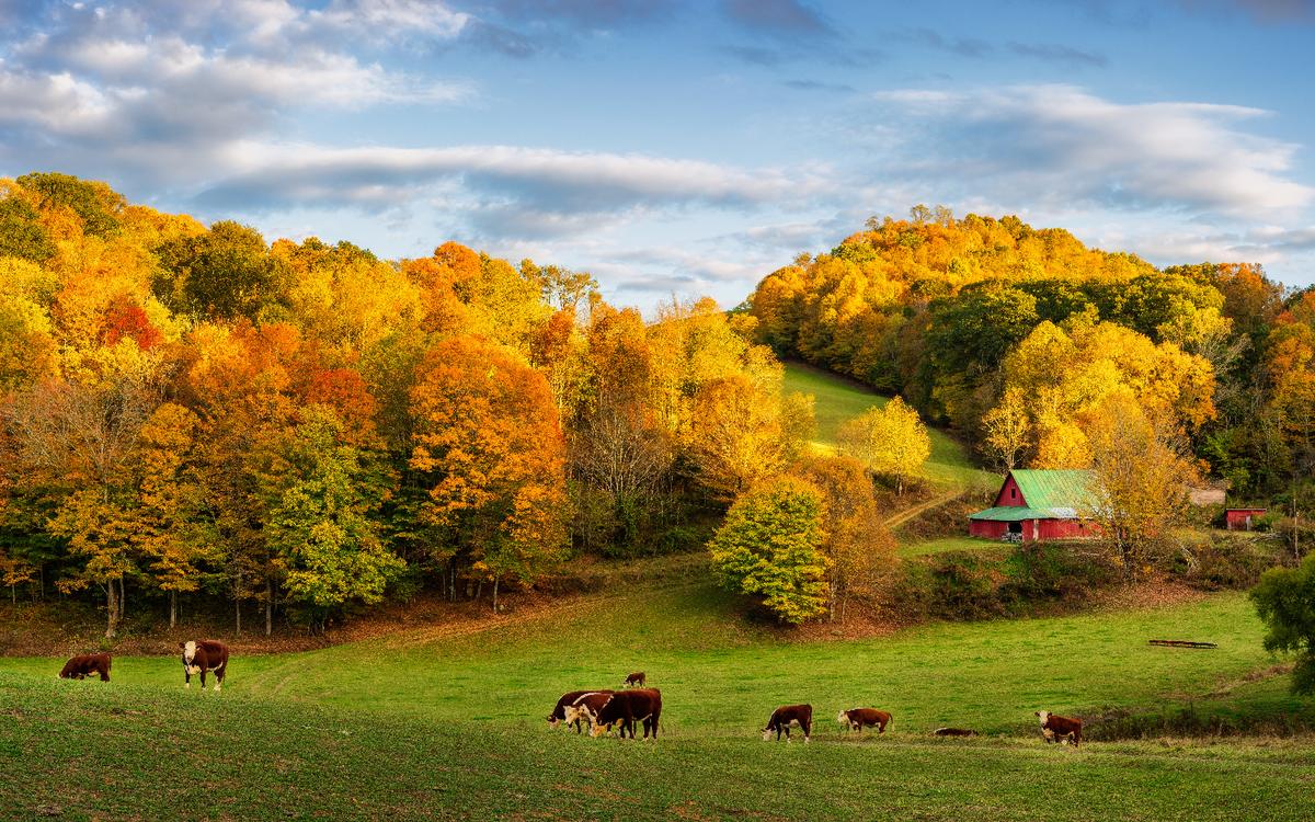 Cows on back roads near Boone North Carolina