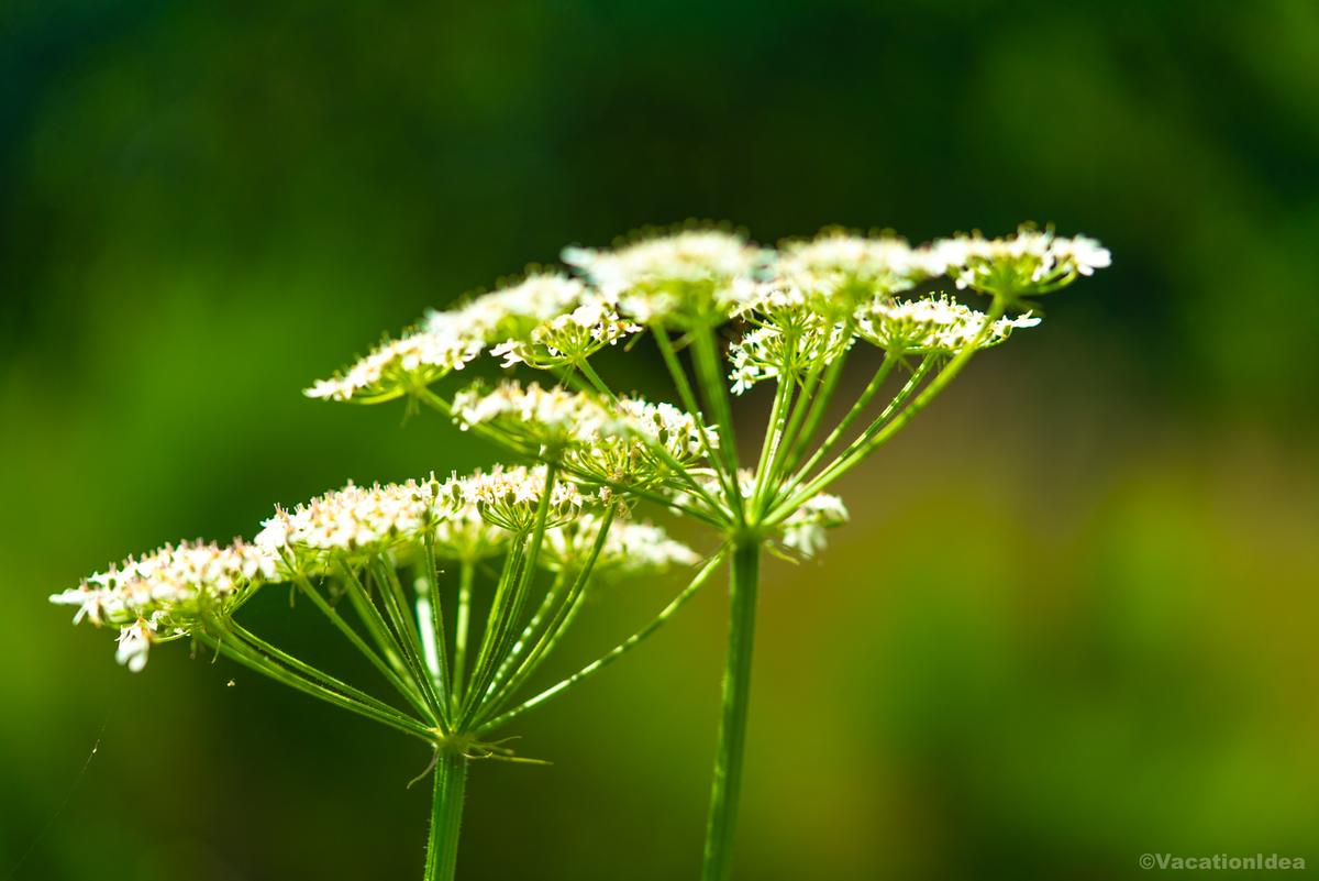 I took this photos of wildflowers while hiking in late spring