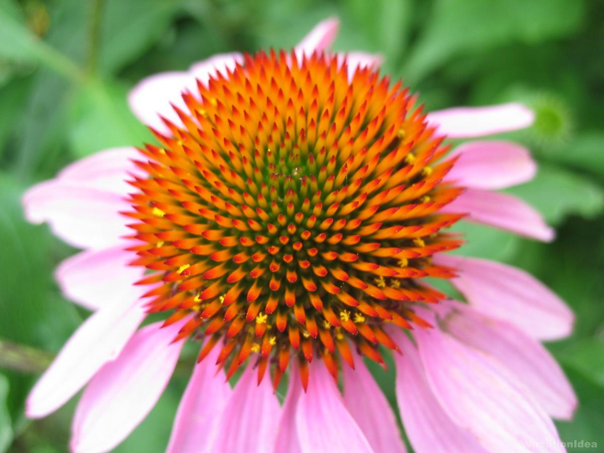 My photo at the botanical garden