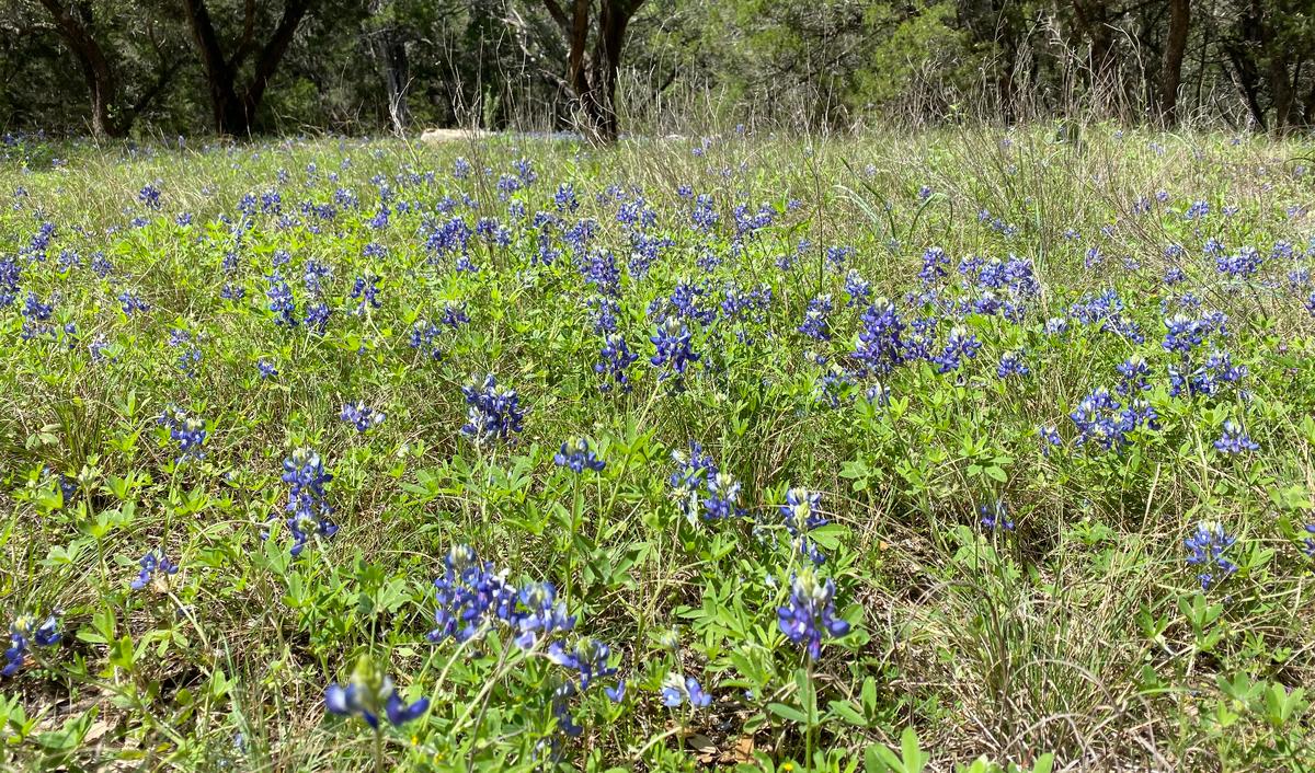 My photo of Texas Bluebonnets in the spring