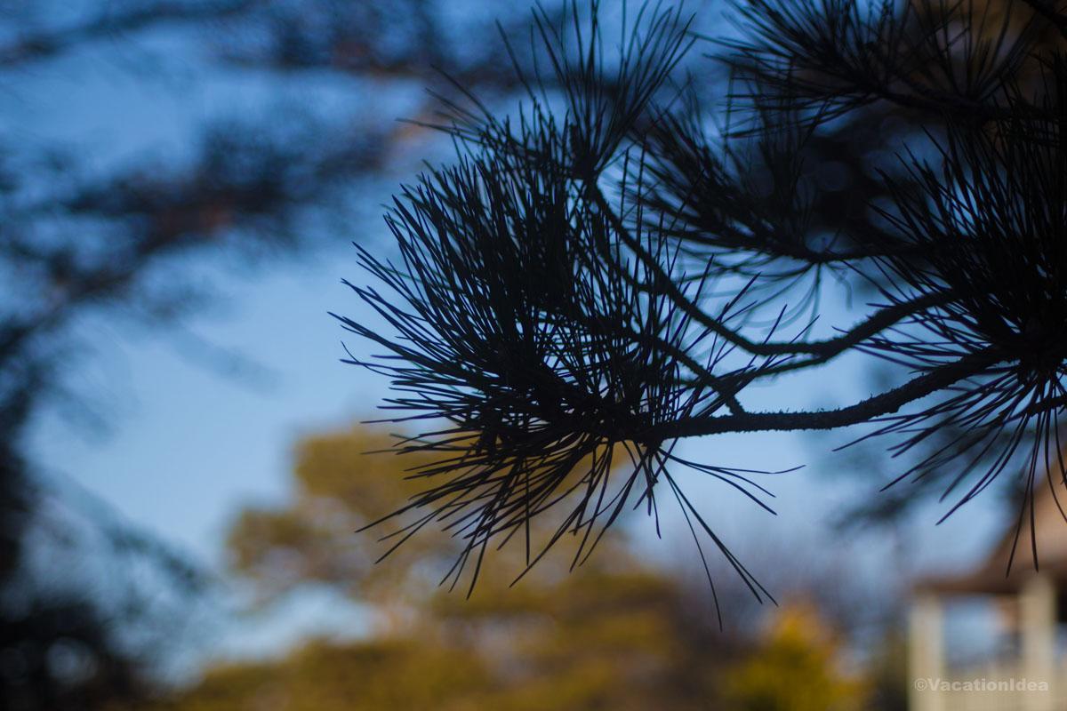 My photo of nature in Texas