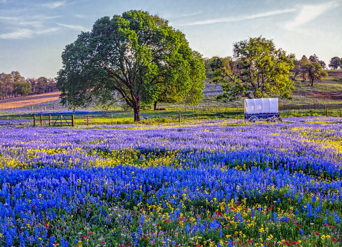 Wildflower season and slow mornings in Texas Hill Country