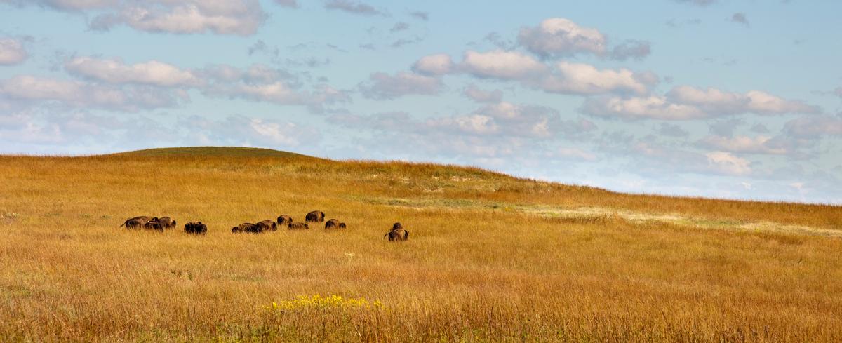 Bison at the Kansas Tallgrass Prairie Preserve