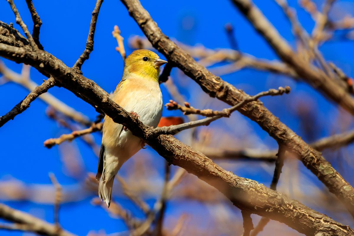 I love spotting birds around here