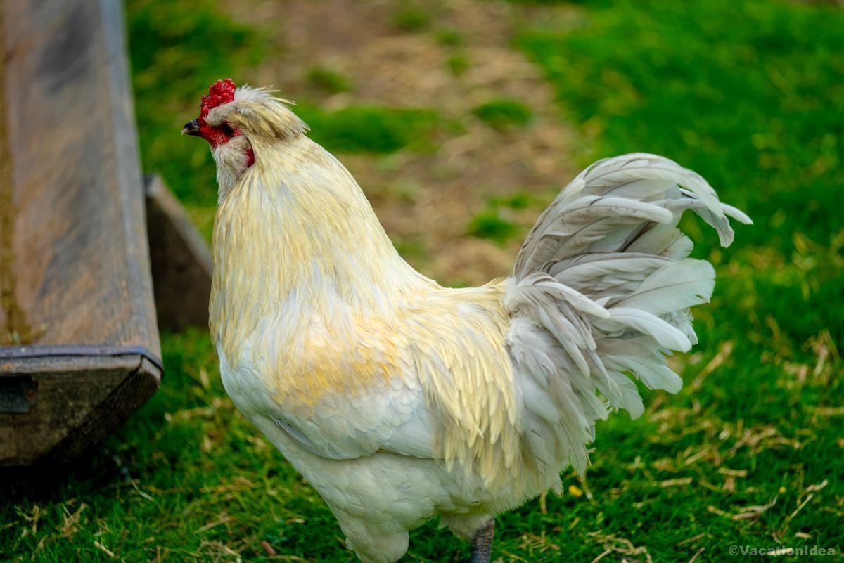 I took this photo a chicken on a family farm in Sparks