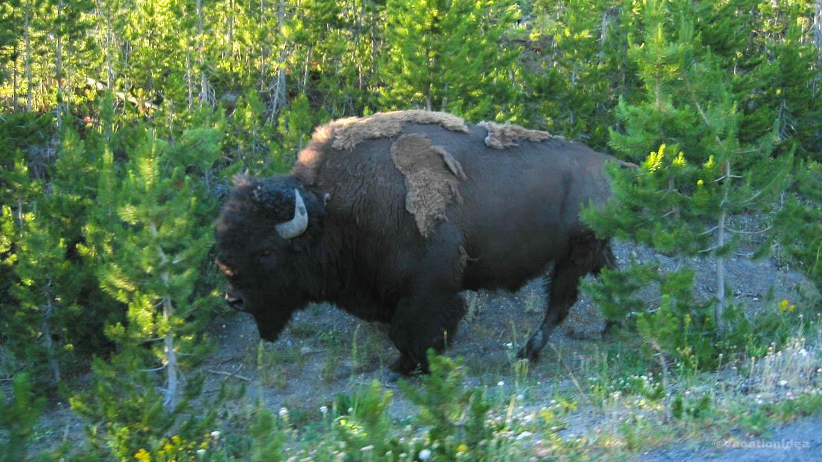 I took this photo of a bison on our drive