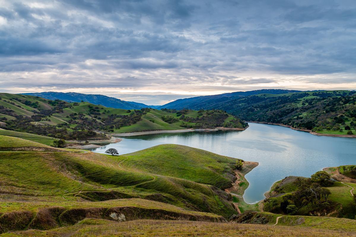 Vines, Light, and Livermore Calm