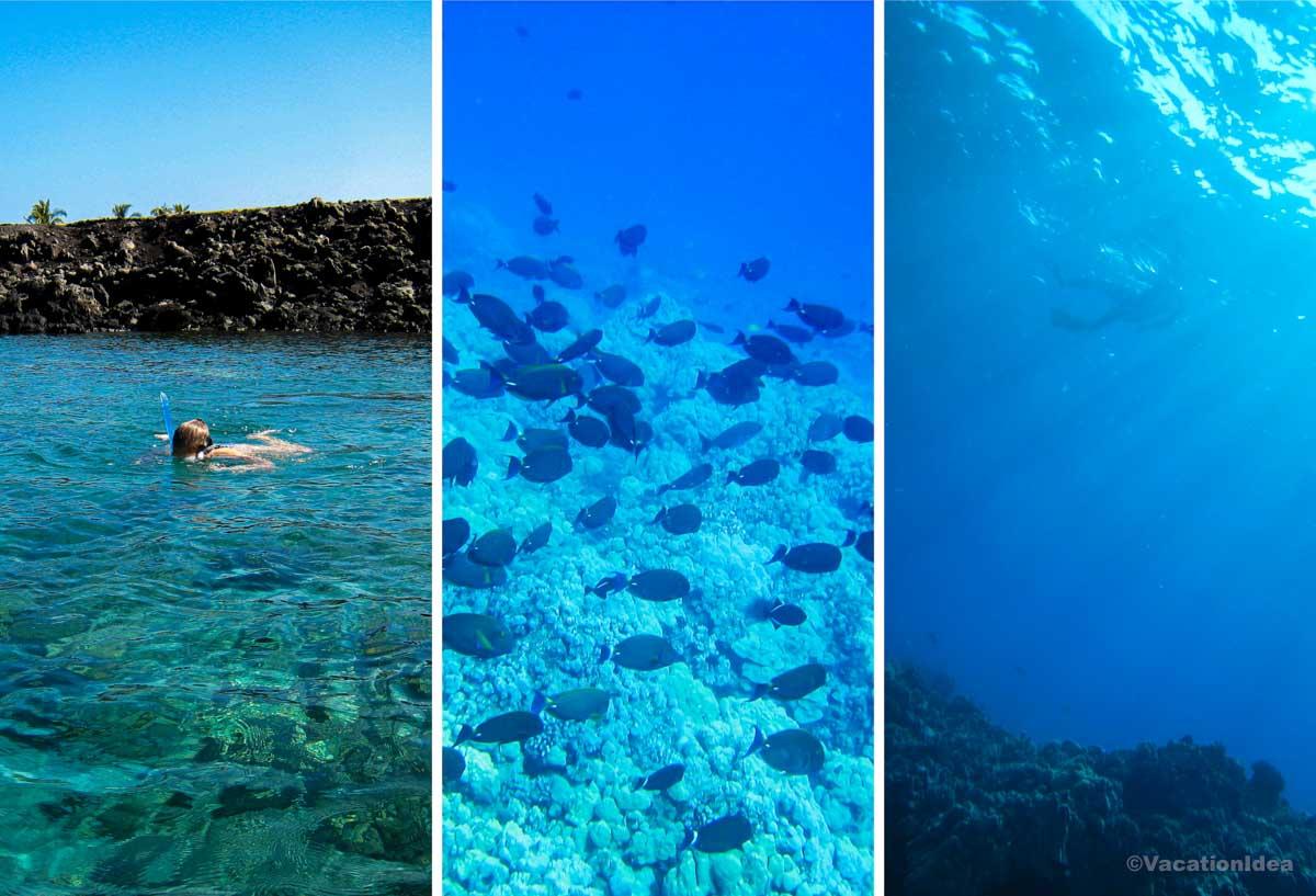 I took these photos while snorkeling in Hawaii