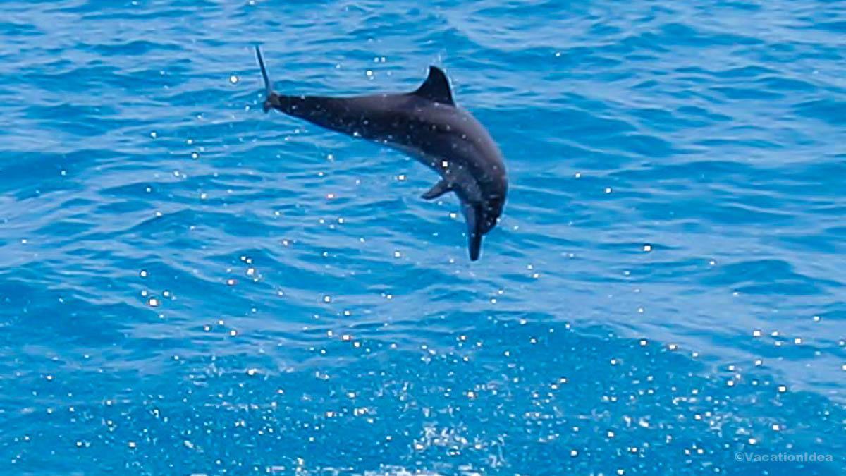 I took this photo of a spinner dolphin while kayaking on the Big Island of Hawaii