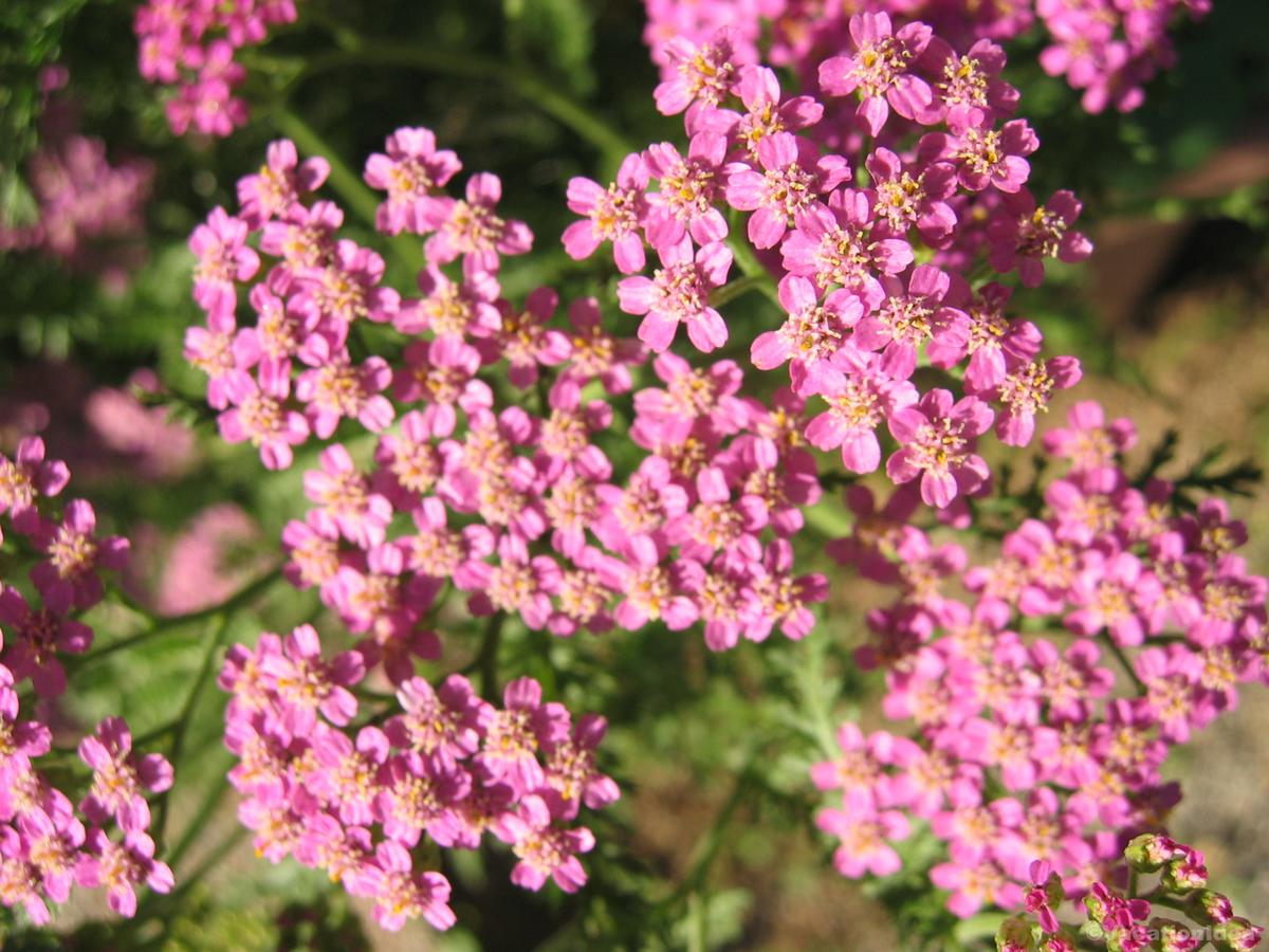 My photo in the botanical garden