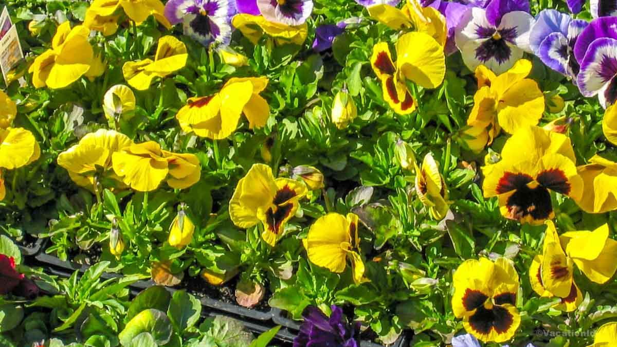I took this photo of stunning yellow flowers in the spring