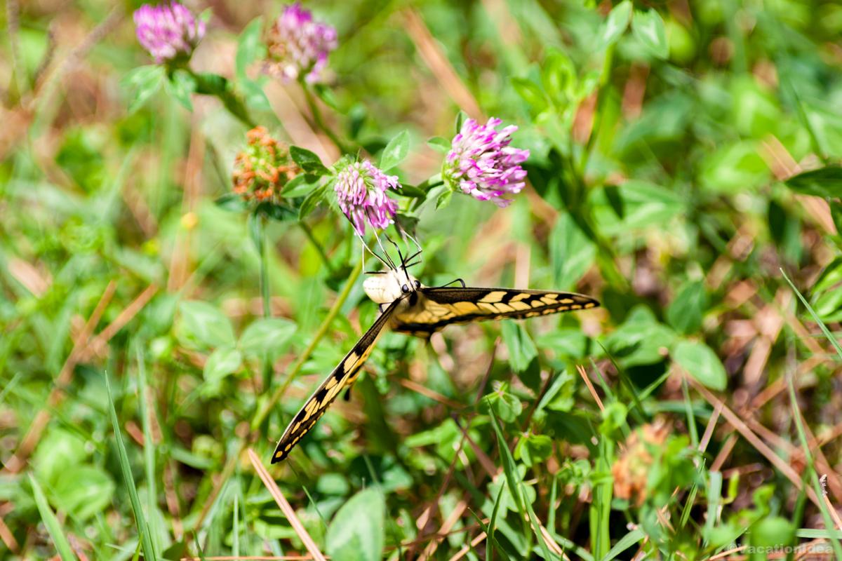 I took this photo in Tyler State Park
