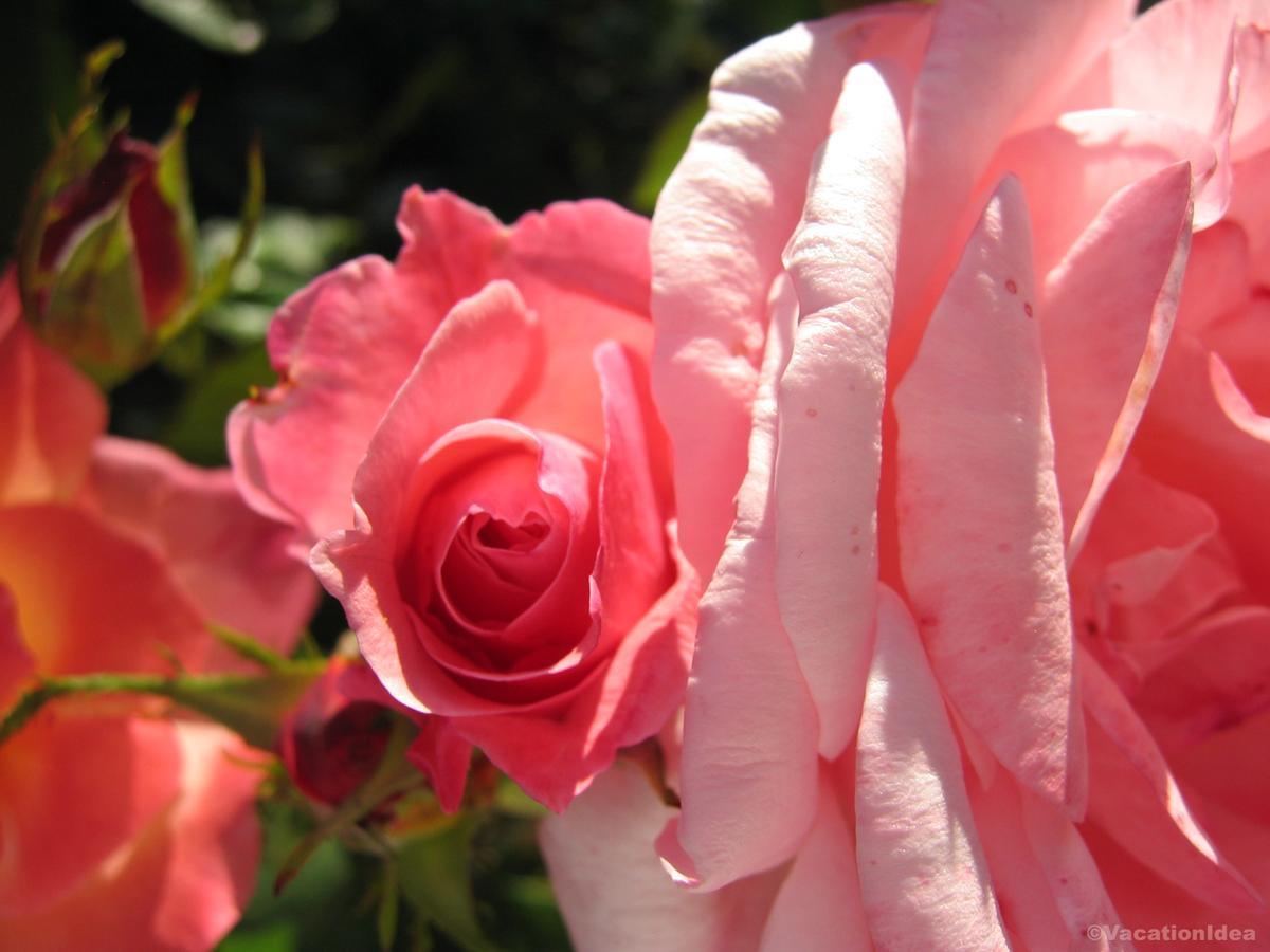 I took this photo of a pink rose at Botanica in Wichita